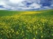 Tapety na plochu - Field of Mustard