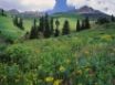 Tapety na plochu - Alpine Meadow
