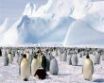 Tapety na plochu - Lots of penguins