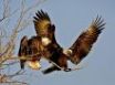 Tapety na plochu - Two bald eagles