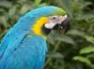 Tapety na plochu - Blue Macaw Parrot