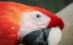 Tapety na plochu - Red Macaw Face