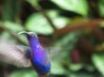 Tapety na plochu - Colorful hummingbird
