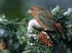 Tapety na plochu - Bird in pine tree