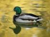 Tapety na plochu - Duck on a lake