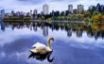Tapety na plochu - City lake swan