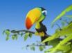 Tapety na plochu - Colorful parrot