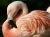 Tapety na plochu - Chilean flamingo