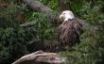 Tapety na plochu - Mad eagle