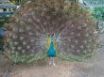 Tapety na plochu - Big peacock
