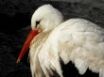 Tapety na plochu - White stork