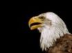 Tapety na plochu - Bald eagle head