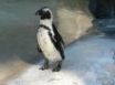 Tapety na plochu - Lonely penguin