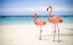 Tapety na plochu - Flamingos on beach