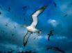 Tapety na plochu - Flock of seagulls