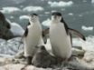 Tapety na plochu - Penguins Family