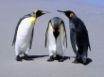 Tapety na plochu - Penguins Meeting