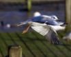 Tapety na plochu - Seagull Take Off