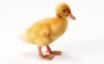 Tapety na plochu - Quack quack
