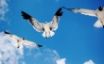 Tapety na plochu - Seagulls Attack
