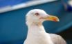 Tapety na plochu - Seagull in Venice