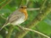 Tapety na plochu - A robin on the lookout