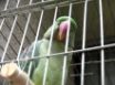 Tapety na plochu - Nice parrot