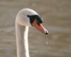 Tapety na plochu - Swan on water