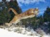 Tapety na plochu - Cougar jump