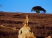 Tapety na plochu - Guarding cheetah