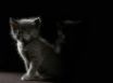 Tapety na plochu - Kittens in the dark
