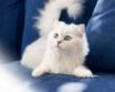 Tapety na plochu - White cat