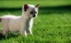 Tapety na plochu - White kitten