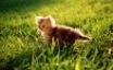 Tapety na plochu - Kitten in the grass