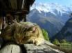 Tapety na plochu - Cat meditating