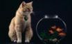 Tapety na plochu - Cat and fish bowl