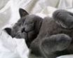 Tapety na plochu - Sleeping cat