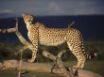 Tapety na plochu - Cheetah scouting