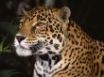 Tapety na plochu - Leopard meditating