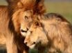 Tapety na plochu - Lion affection