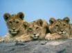 Tapety na plochu - Lion cubs