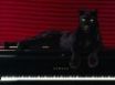 Tapety na plochu - Big cat on piano
