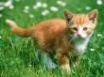 Tapety na plochu - Kitten in the grass