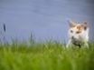Tapety na plochu - Stalking cat