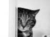 Tapety na plochu - Cat spying