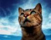 Tapety na plochu - Portrait of a cat