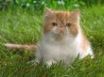 Tapety na plochu - Butterscotch the cat
