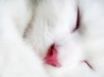 Tapety na plochu - White cat face