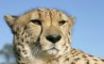 Tapety na plochu - Cheetah portrait
