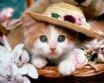 Tapety na plochu - Cat with a hat
